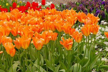 Tulip orange spring flowers, The Netherlands, Holland, park Keukenhof