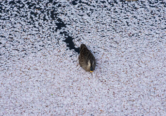 鴨と桜