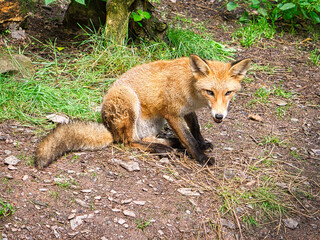 Fox in close-up with view to the viewer. The animal has no fear and looks interested