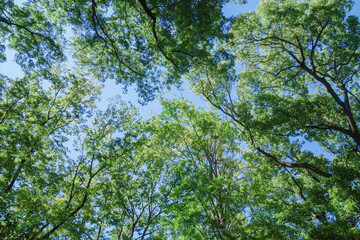 Fototapeta na wymiar 木々の間から空を見上げる