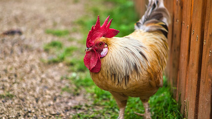 Hen on a farm in search of food. The free-living birds scratching the ground for food.