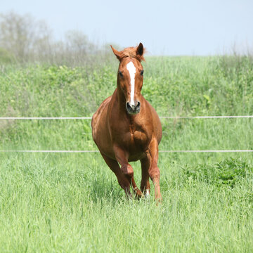 Budyonny horse running in spring