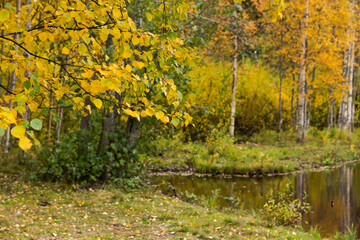 View of the autumn forest with a pond. Birches and bushes with yellow and green leaves.