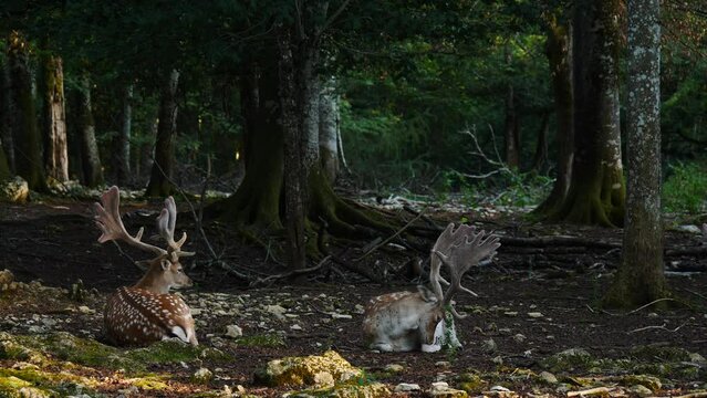 Male fallow deer, buck with antlers resting in natural environment. Deer Dama dama. Vision Park in Auberive region, France. Slow motion