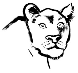 The illustration of the head of a lioness is drawn in black gouache isolated on a white background for prints and design. Art with ink and dry brush