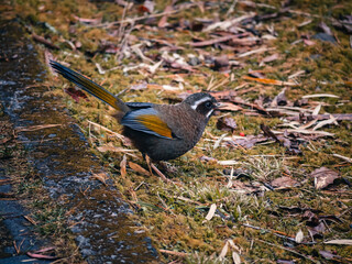 Taiwan Laughing Thrush bird  in national park