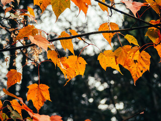 green and orange leaves on maple trees