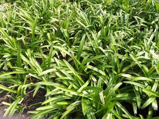 Obraz premium 草花