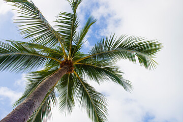 Fototapeta na wymiar The bottom corner of the coconut tree