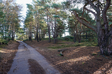 Old single lane road in the middle of woodland