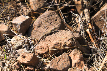 A small lizard in the gorge 