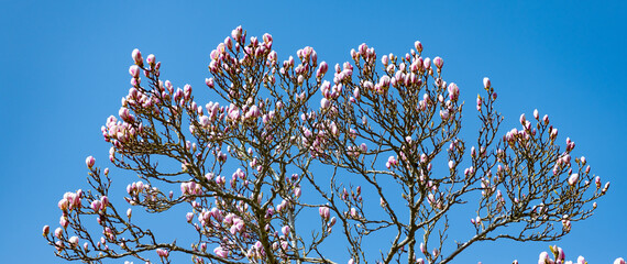 Blossoming lily magnolia treetop on blue sky in spring