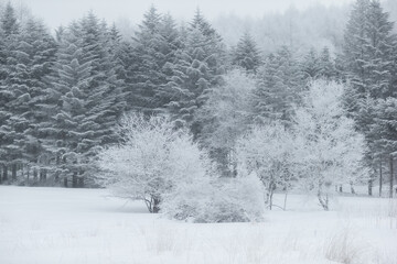 雪が美しい木々