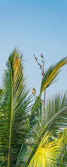 Fototapeta premium Kingfisher couples, Male and Female birds on a branch in Sri Lanka, vertical