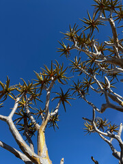 Quiver tree forest in Namibia Keetmanshoop. Wildlife, desert nature in Africa.