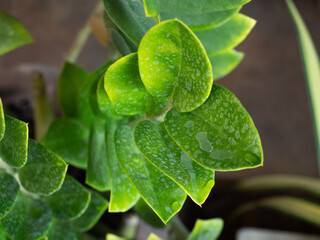 Green leaves with dew dust stains on it.