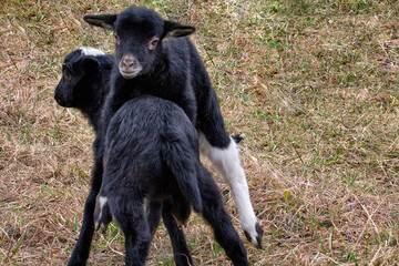 Bunte Lämmer der Kamerun Schafe