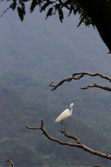 heron