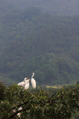 Fototapeta premium heron