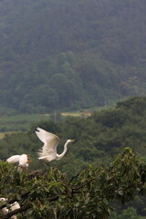 heron