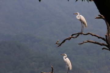 heron