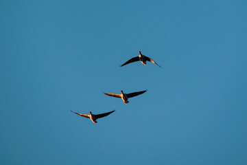 flock of birds