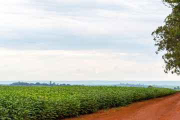 Brazilian soy plantation on sunny day