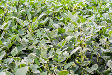 Brazilian soy plantation on sunny day
