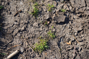 Close up of dried cracked ground with plants growing 
