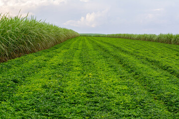 Peanut plantation surrounded by sugar cane plantation