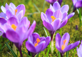 Krokusse im Frühling