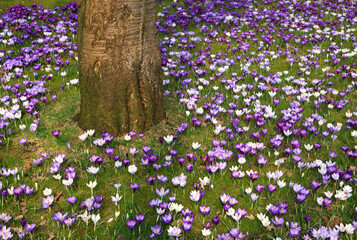 Krokusse im Frühling