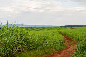 Fototapeta na wymiar Sugarcane plantation on sunny day