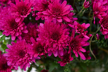 Floristry, floriculture, March 8 or International Women's Day concept: purple or violet chrysanthemum flowers (chrysanthemums). Close-up view of a bright gardening blooming flowers.