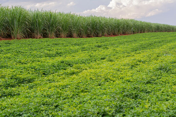 Peanut plantation surrounded by sugar cane plantation