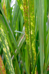 Sugar cane crop (Saccharum officinarum L.) leaf disease and nutritional deficiency