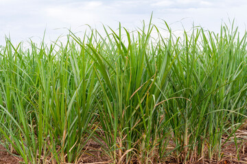 Obraz premium Sugarcane plantation on sunny day