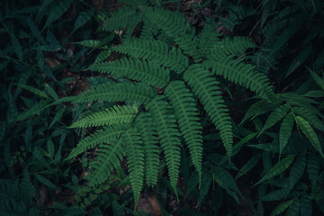 Green tree leaf of fern in the forest.