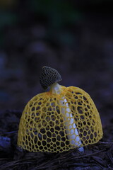 yellow Phallus indusiatus Vent