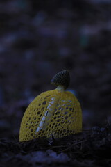yellow Phallus indusiatus Vent