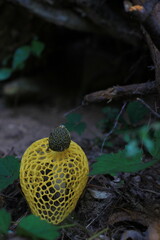 yellow Phallus indusiatus Vent