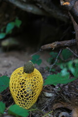 yellow Phallus indusiatus Vent