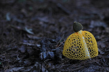 yellow Phallus indusiatus Vent
