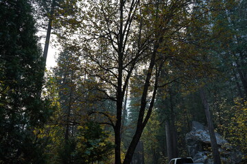 カリフォルニア州　ヨセミテ国立公園　早朝　ドライブ