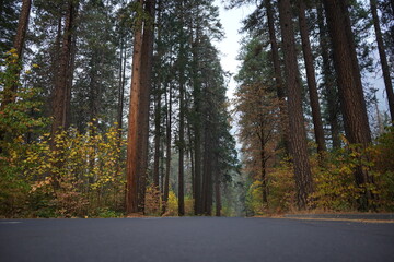 Fototapeta premium カリフォルニア州 ヨセミテ国立公園 ドライブ 早朝 秋
