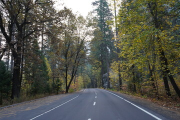 Fototapeta na wymiar カリフォルニア州　ヨセミテ国立公園　道のり　早朝