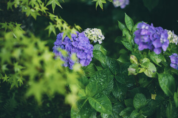 Japanese beautiful hydrangea.　
