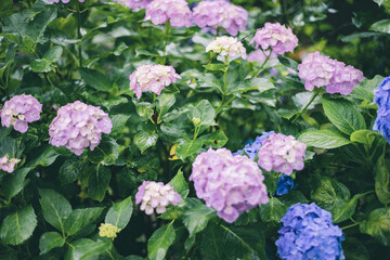 Fototapeta premium Japanese beautiful hydrangea. 