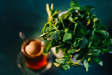Herbal tea with fresh mint on blue background. Bunch of fresh mint