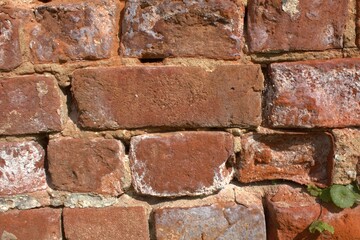 A close-up fragment of an old brick wall with a green plant on the right side of the photo.